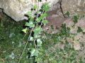 Hedera helix